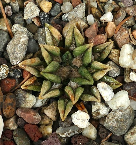 Ariocarpus kotschoubeyanus elephantidens H73