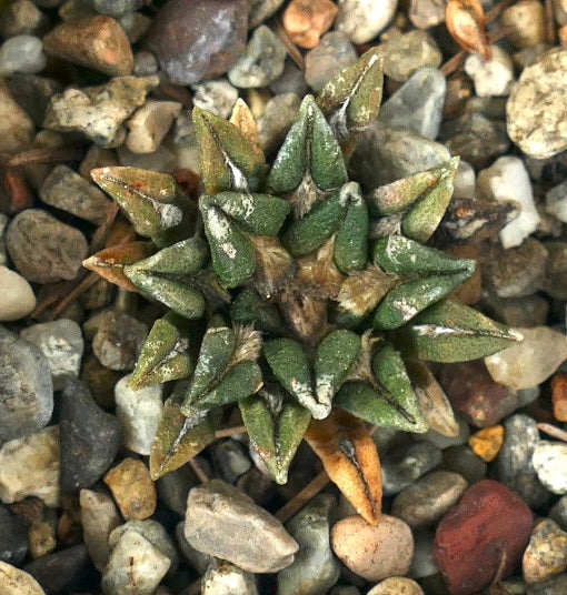 Ariocarpus kotschoubeyanus elephantidens DD6