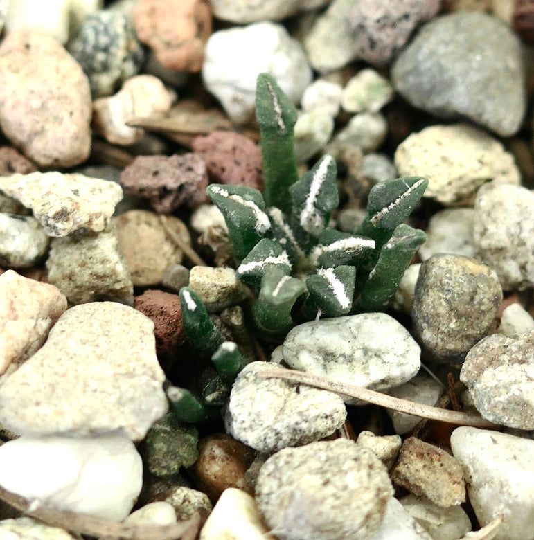 Ariocarpus kotschoubeyanus var. macdowelli 2 HEADS