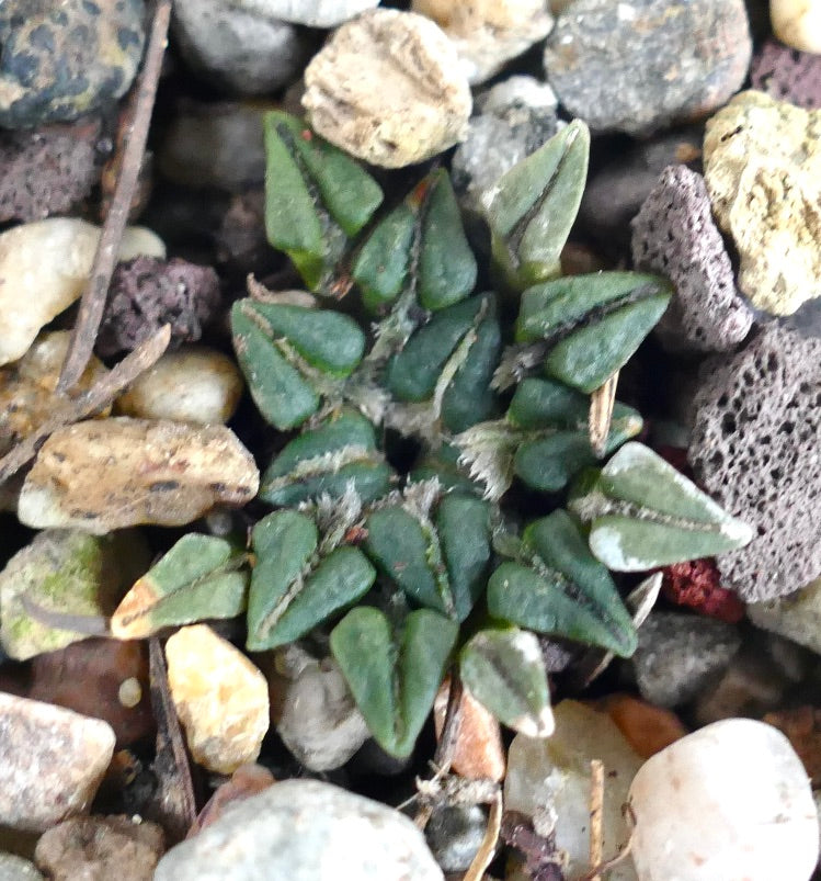 Ariocarpus kotschoubeyanus sladkovsky