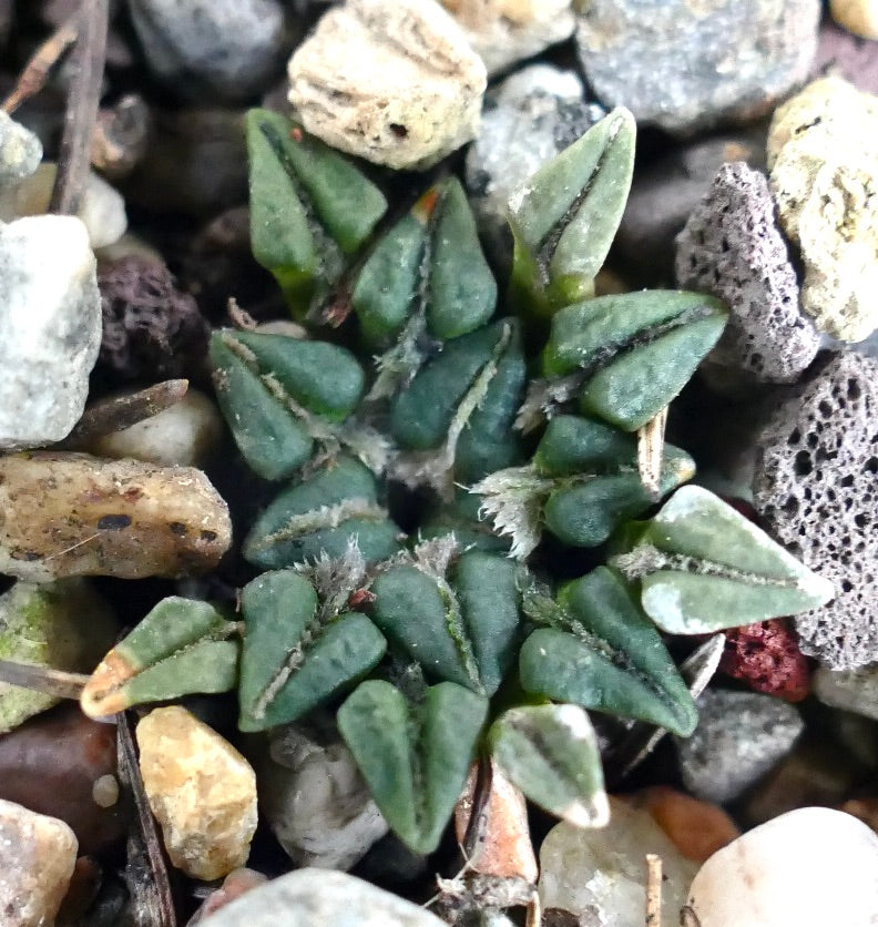 Ariocarpus kotschoubeyanus sladkovsky