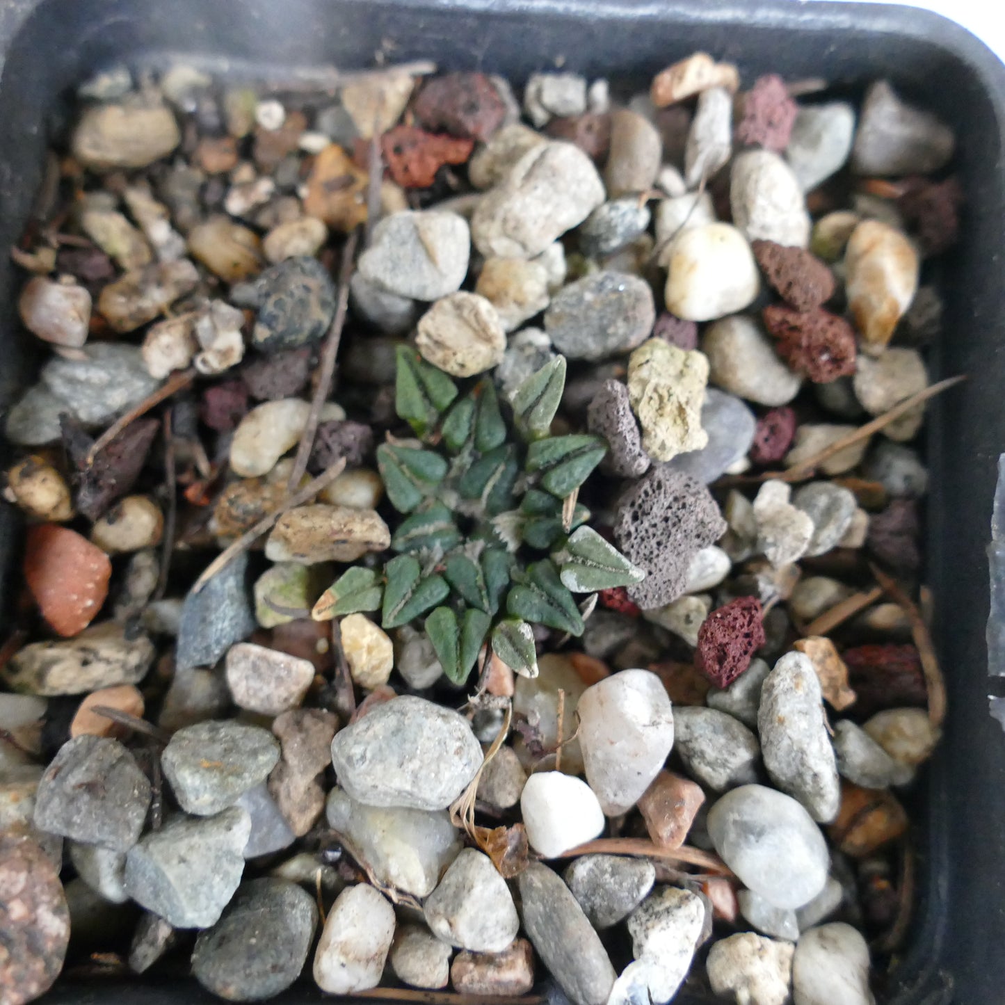 Ariocarpus kotschoubeyanus sladkovsky