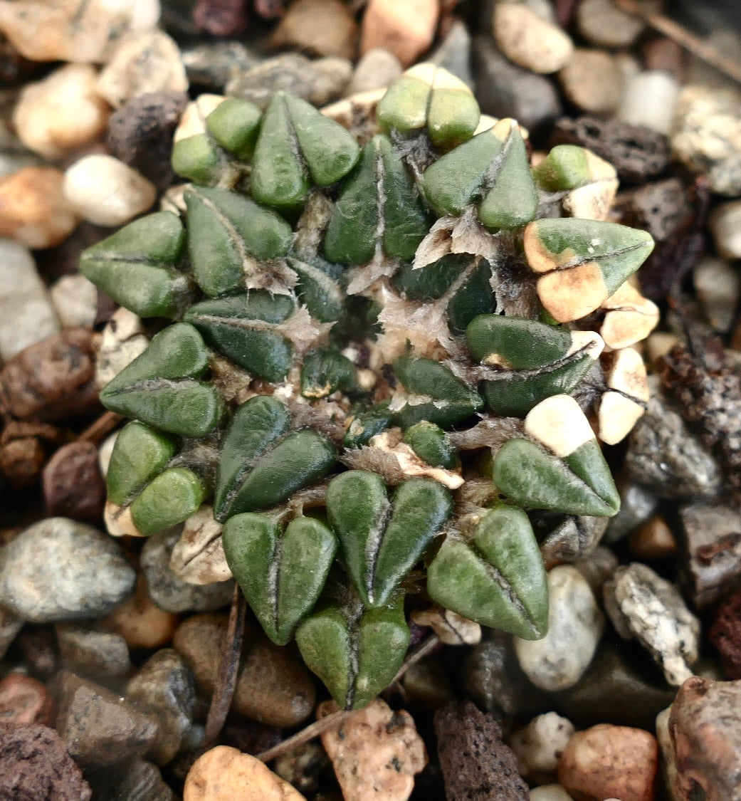 Ariocarpus kotschoubeyanus var. sladkovskyi