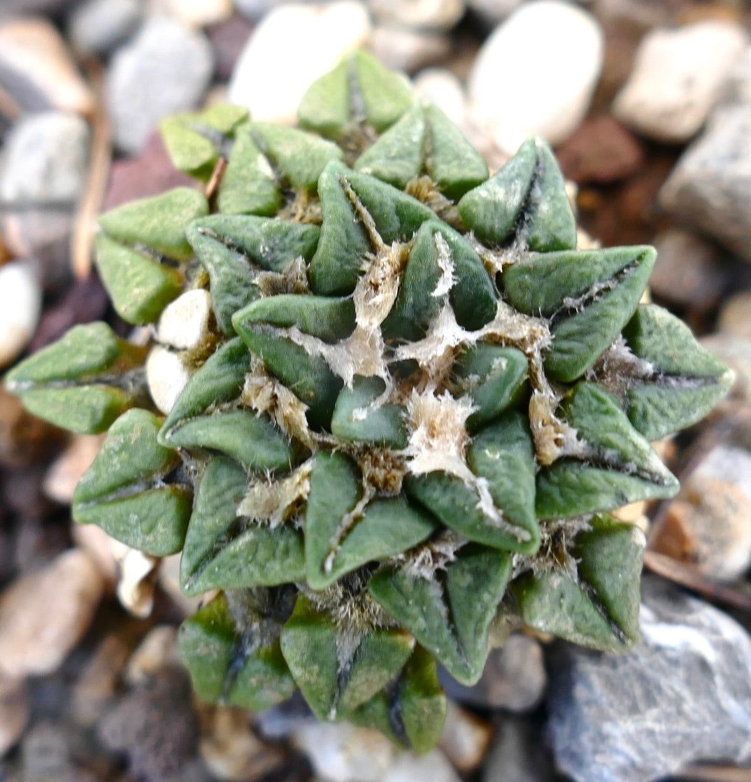 Ariocarpus kotschoubeyanus sladkovskyi