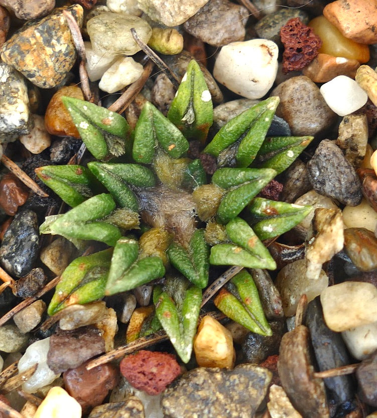 Ariocarpus kotschoubeyanus sladkovskyi