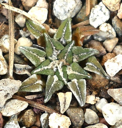 Ariocarpus kotschoubeyanus subsp. sladkovskyi