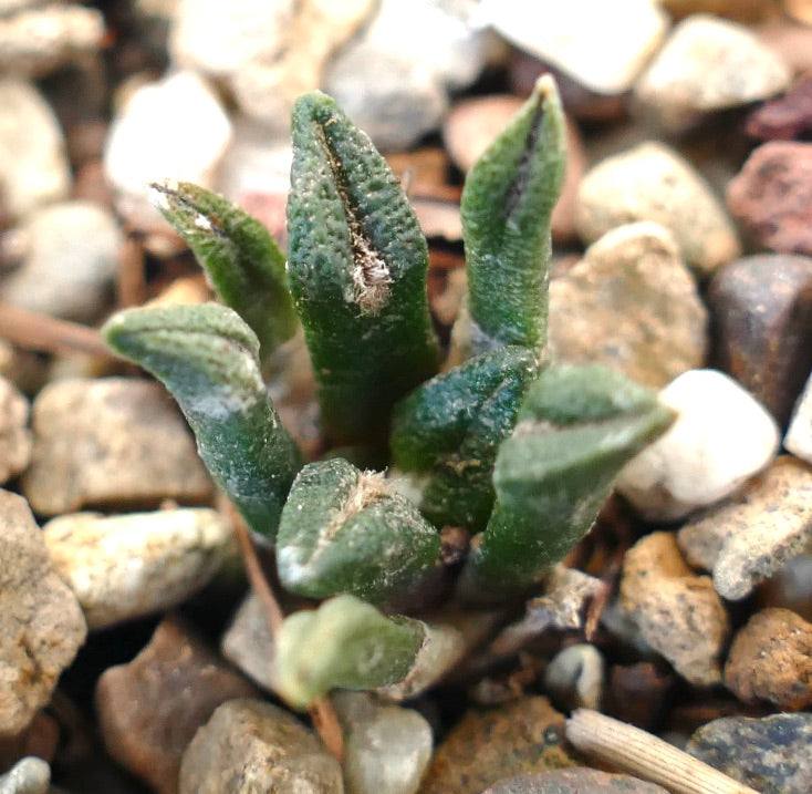 Ariocarpus kotschoubeyanus var. macdowelli BF4