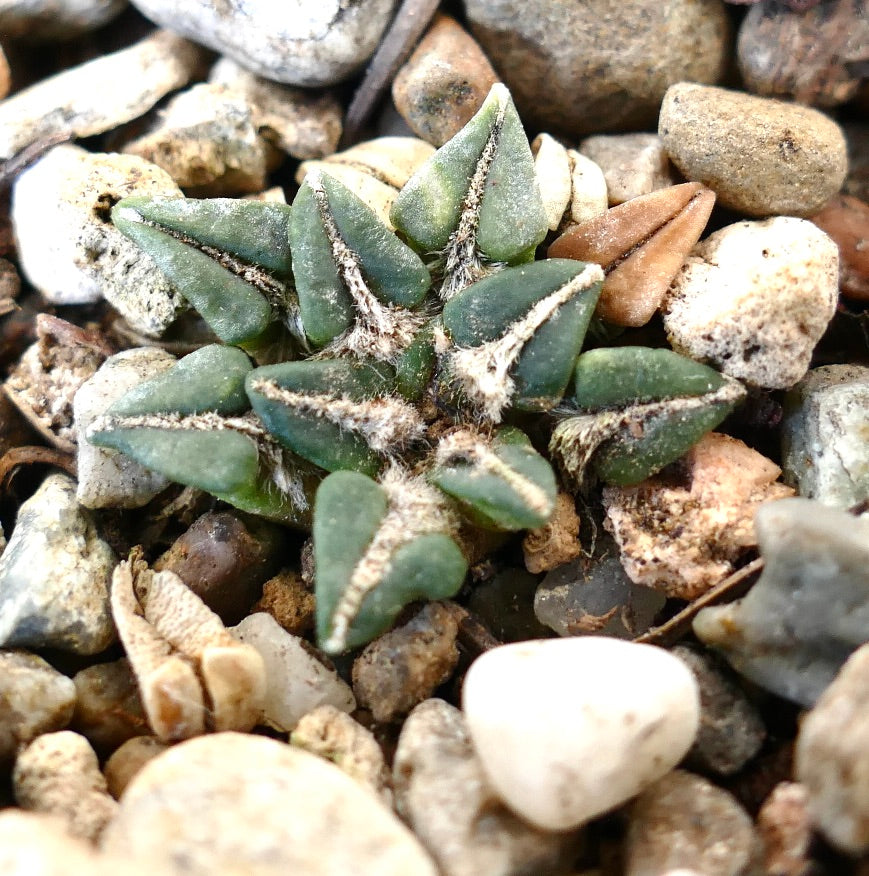 Ariocarpus kotschoubeyanus var. macdowelli