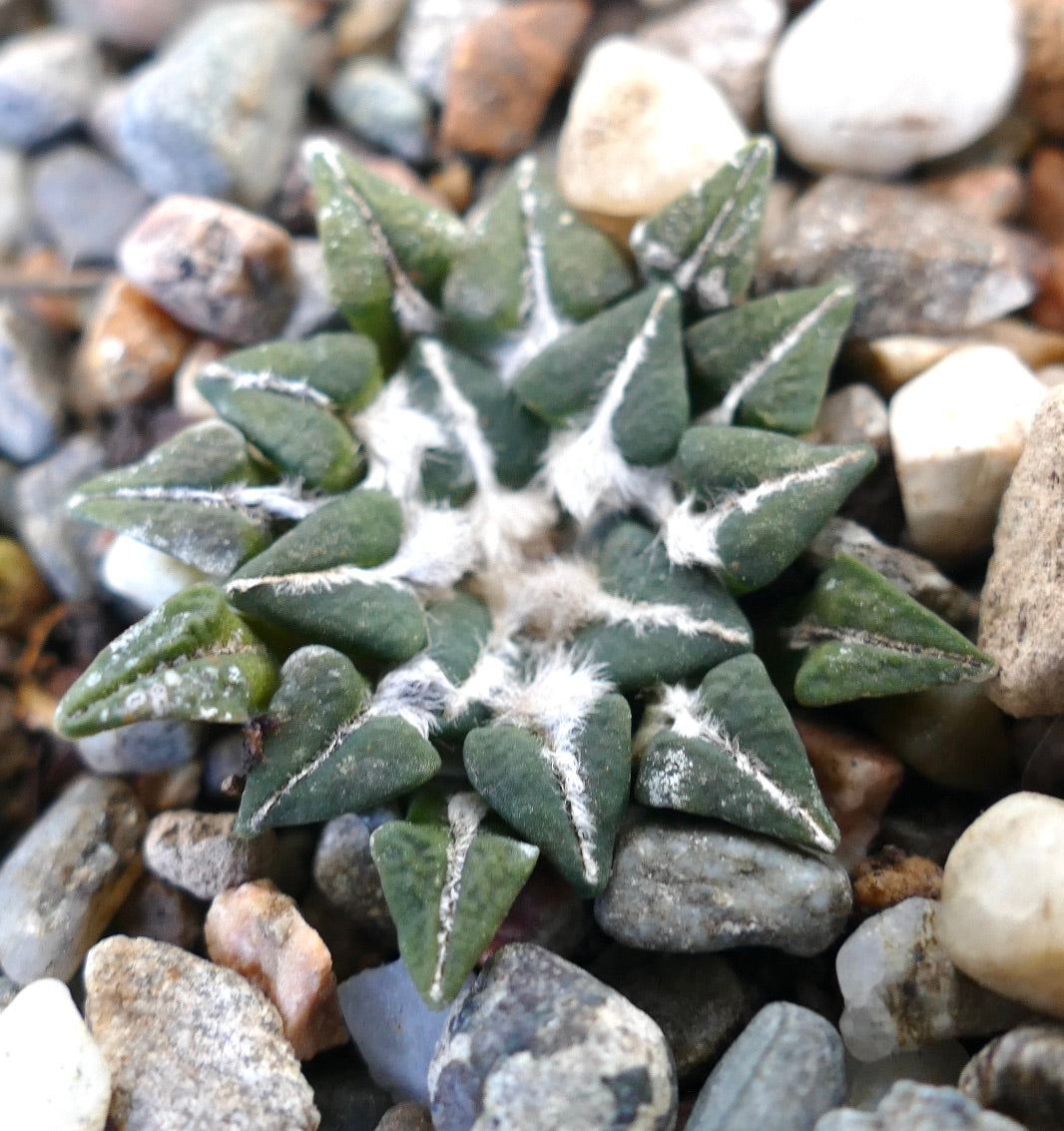 Ariocarpus kotschoubeyanus var. sladkovskyi