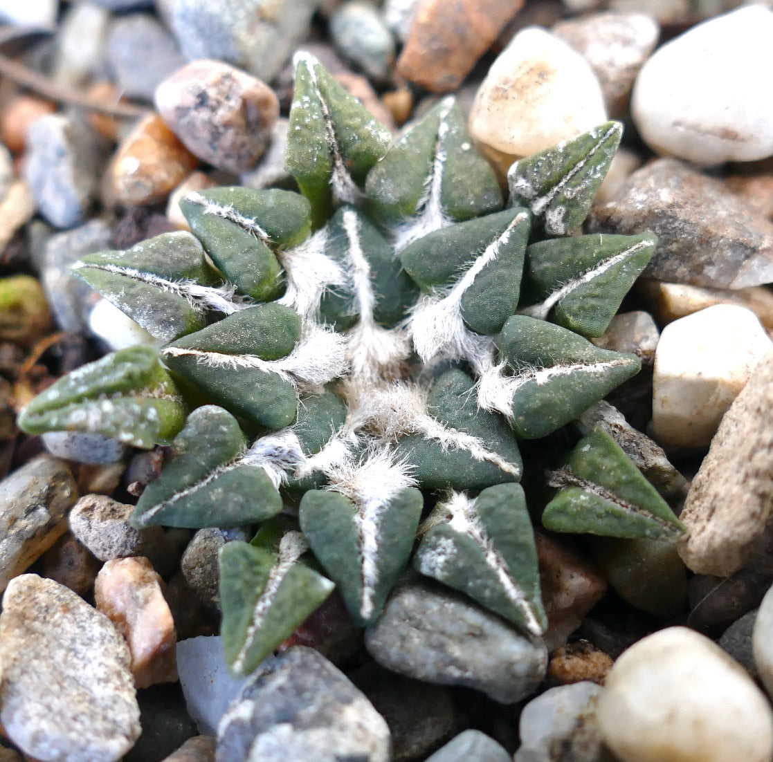 Ariocarpus kotschoubeyanus var. sladkovskyi