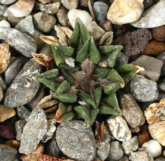 Ariocarpus kotschoubeyanus var. sladkovsky 3PY