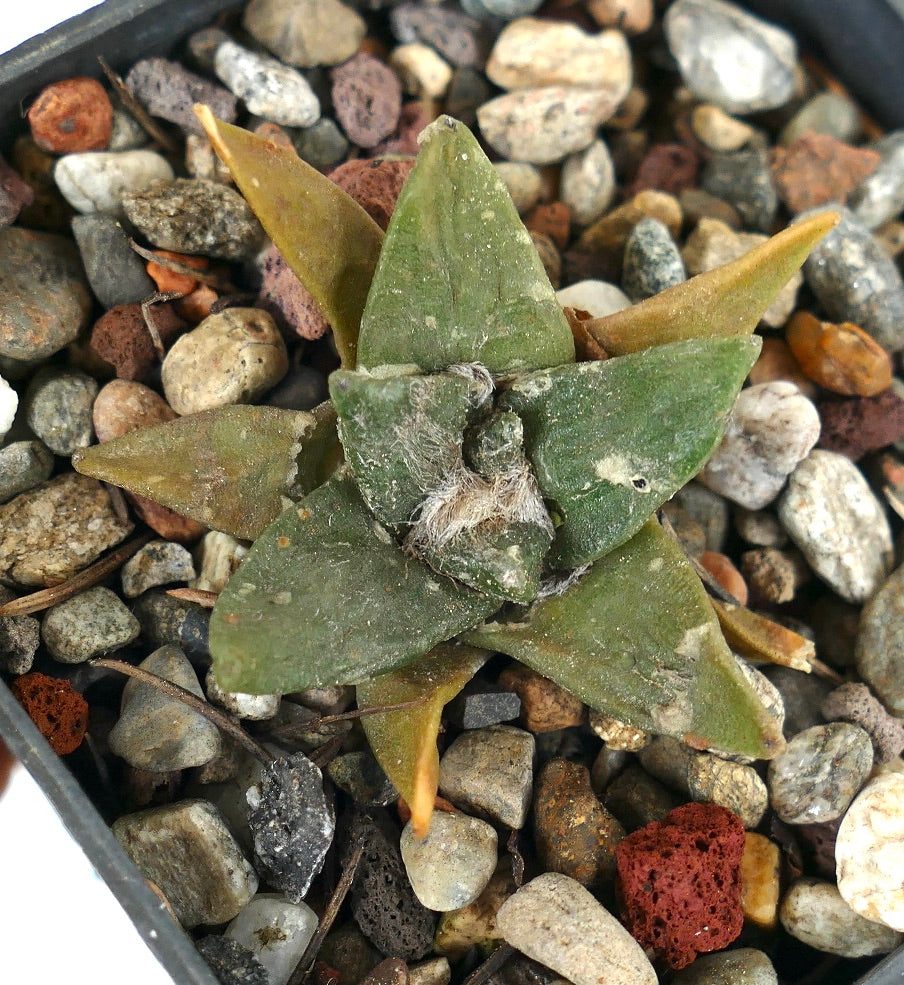 Ariocarpus retusus X retusus cv CAULIFLOWER (seedling) 68Q