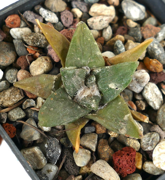 Ariocarpus retusus X retusus cv CAULIFLOWER (seedling) 68Q