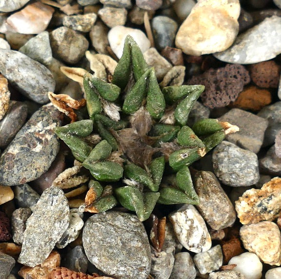 Ariocarpus kotschoubeyanus var. sladkovsky 3PY