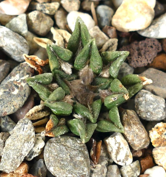 Ariocarpus kotschoubeyanus var. sladkovsky 3PY