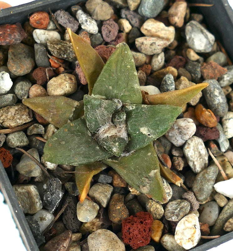 Ariocarpus retusus X retusus cv CAULIFLOWER (seedling) 68Q