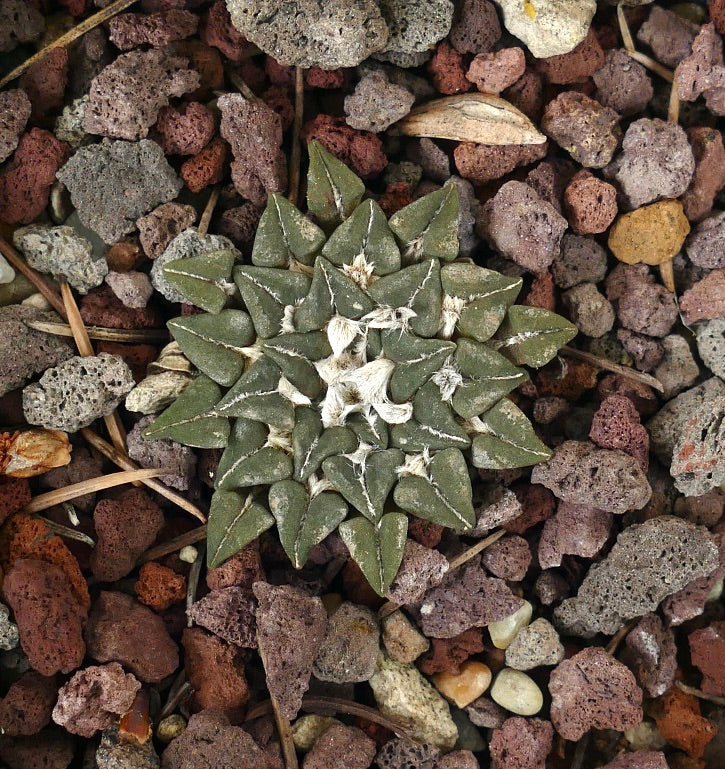 Ariocarpus kotschoubeyanus var. sladkovsky I3HT