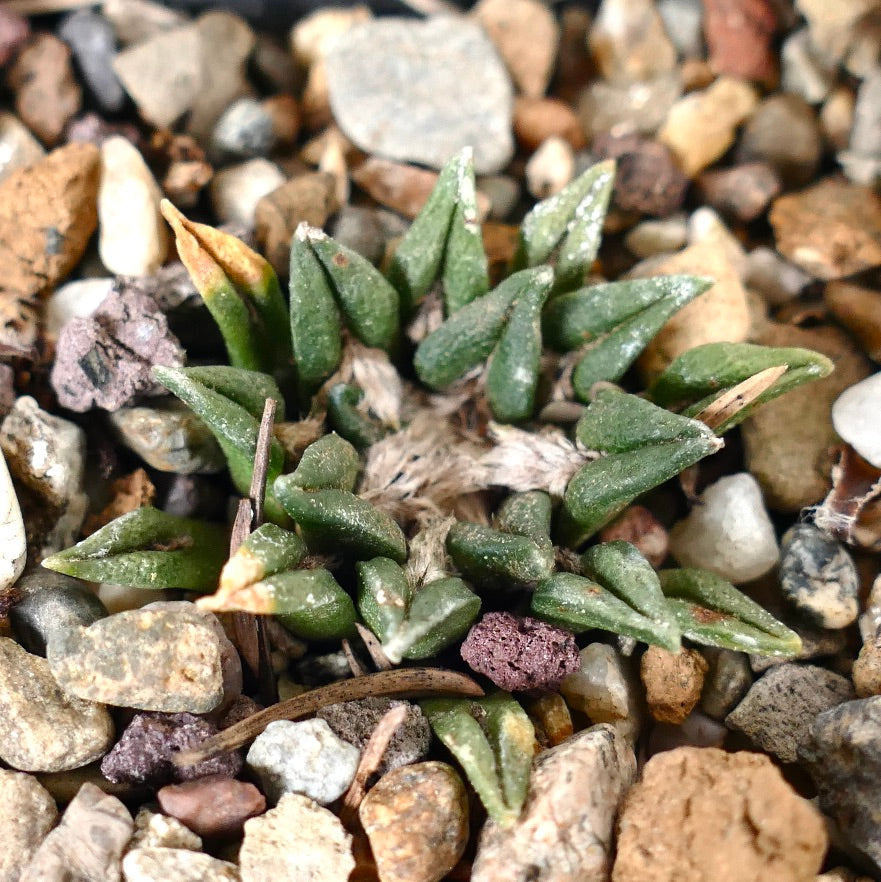 Ariocarpus kotschoubeyanus var. sladkovskyi Y1XX