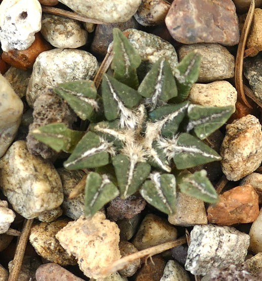 Ariocarpus kotschoubeyanus var. sladkovskyi