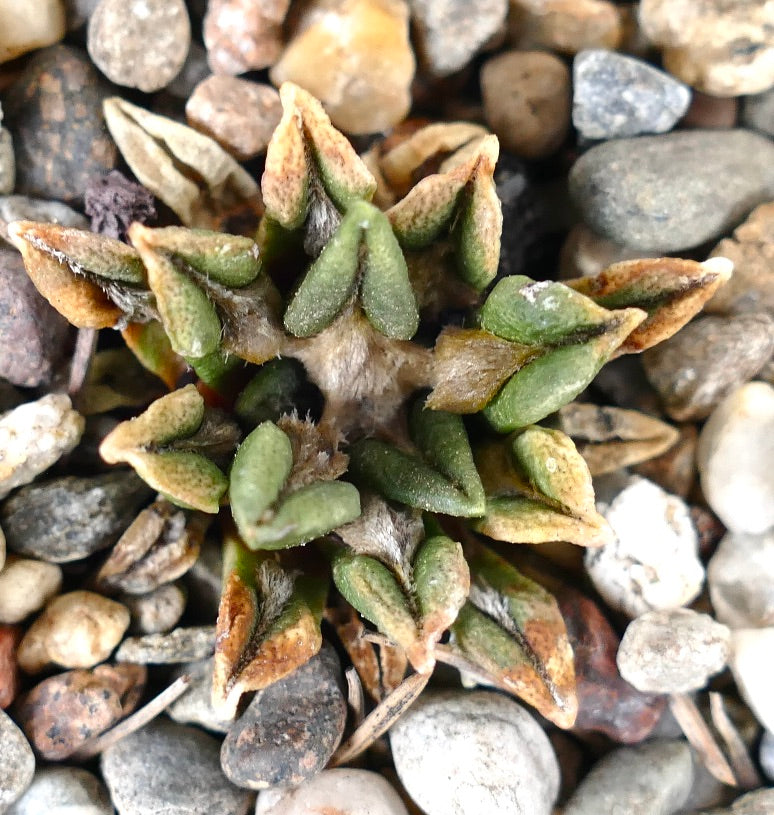 Ariocarpus kotschoubeyanus var. sladkovskyi 005