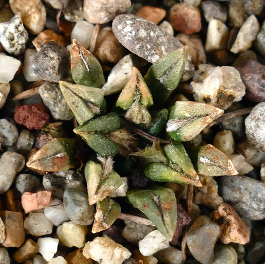 Ariocarpus kotschoubeyanus var. sladkovskyi 31T