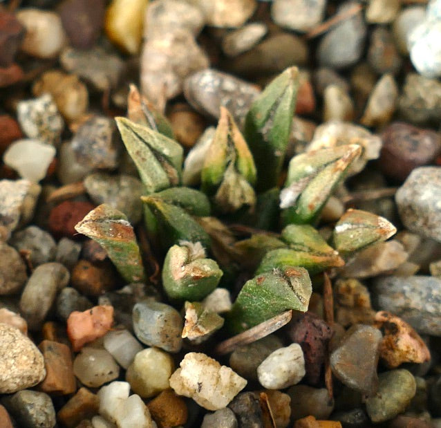 Ariocarpus kotschoubeyanus var. sladkovskyi 31T