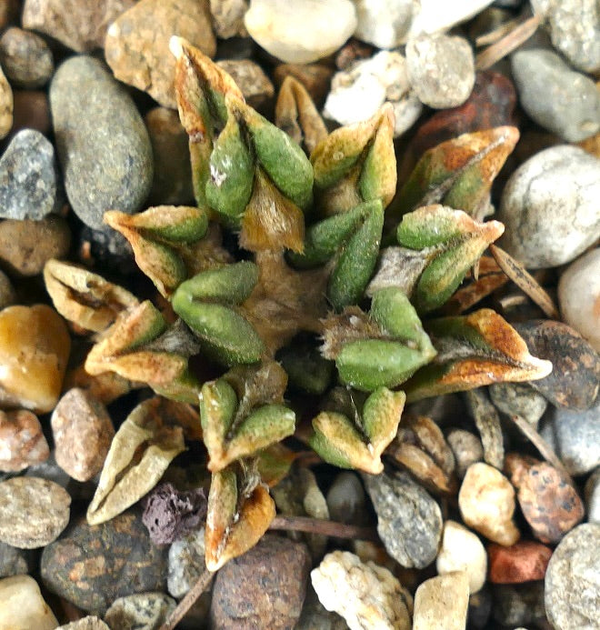 Ariocarpus kotschoubeyanus var. sladkovskyi 005