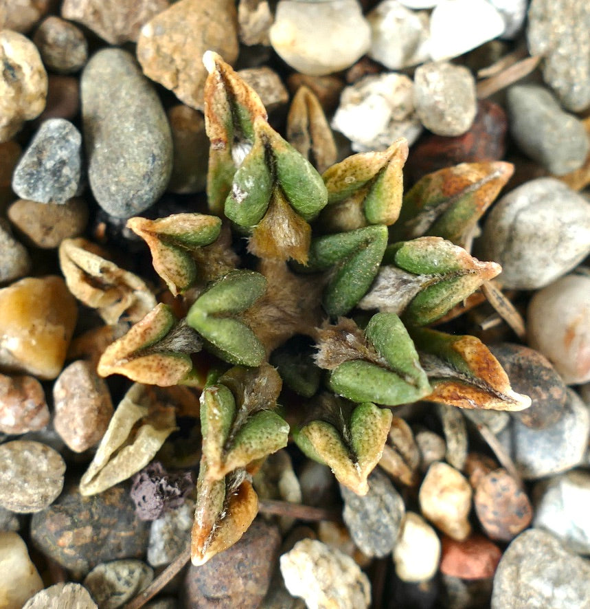 Ariocarpus kotschoubeyanus var. sladkovskyi 005