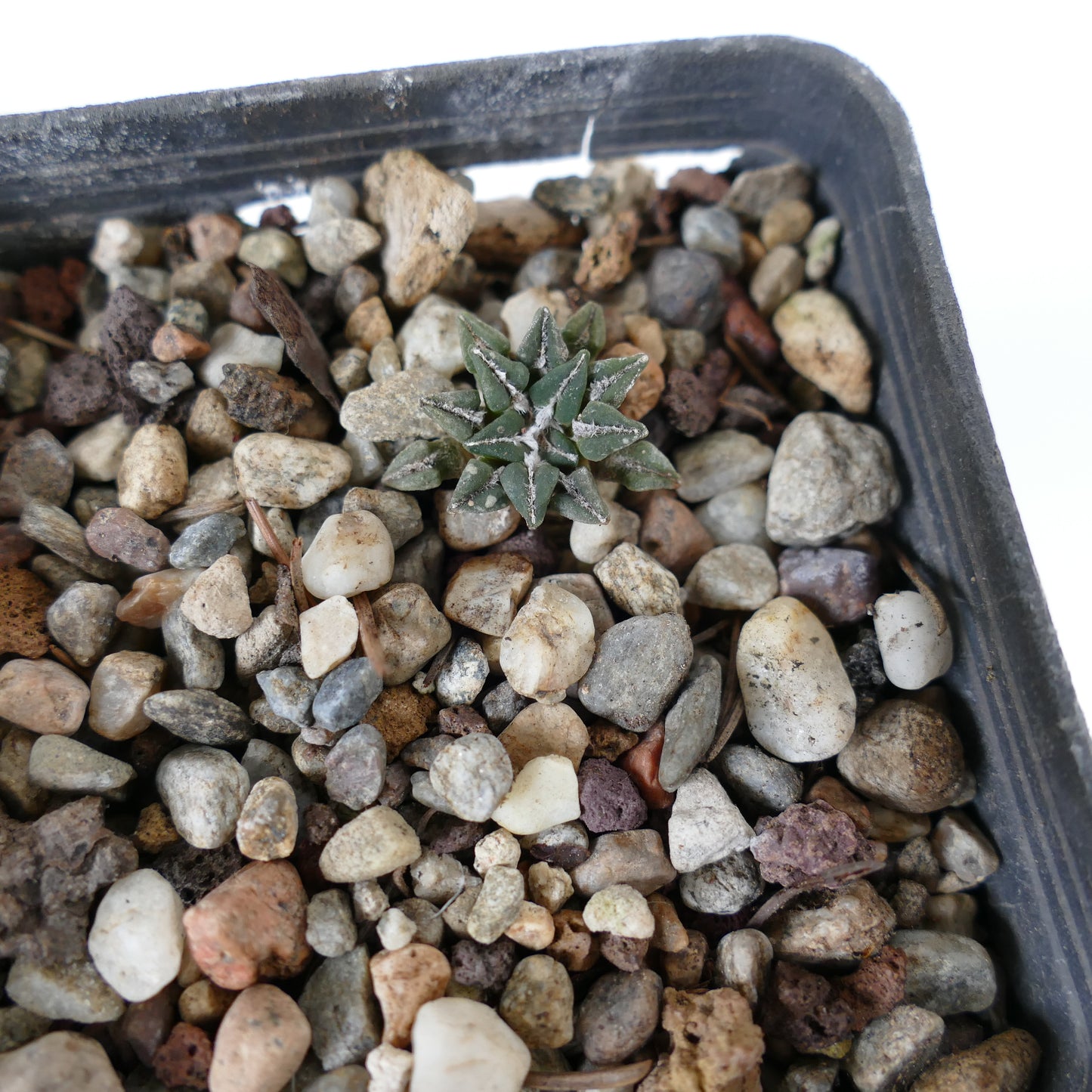 Ariocarpus kotschoubeyanus var. sladkovskyi AB6