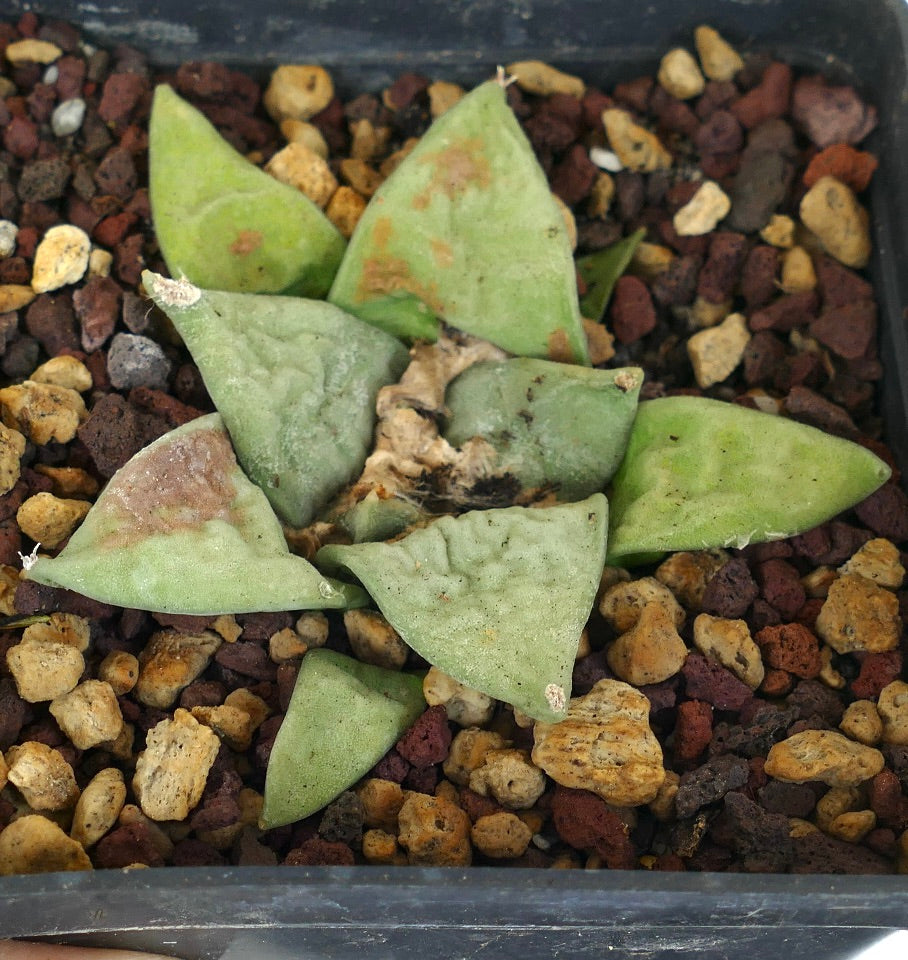 Ariocarpus retusus GREEN STAR x Ariocarpus CAULIFLOWER