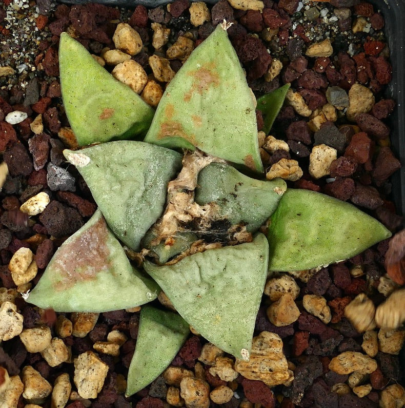 Ariocarpus retusus GREEN STAR x Ariocarpus CAULIFLOWER