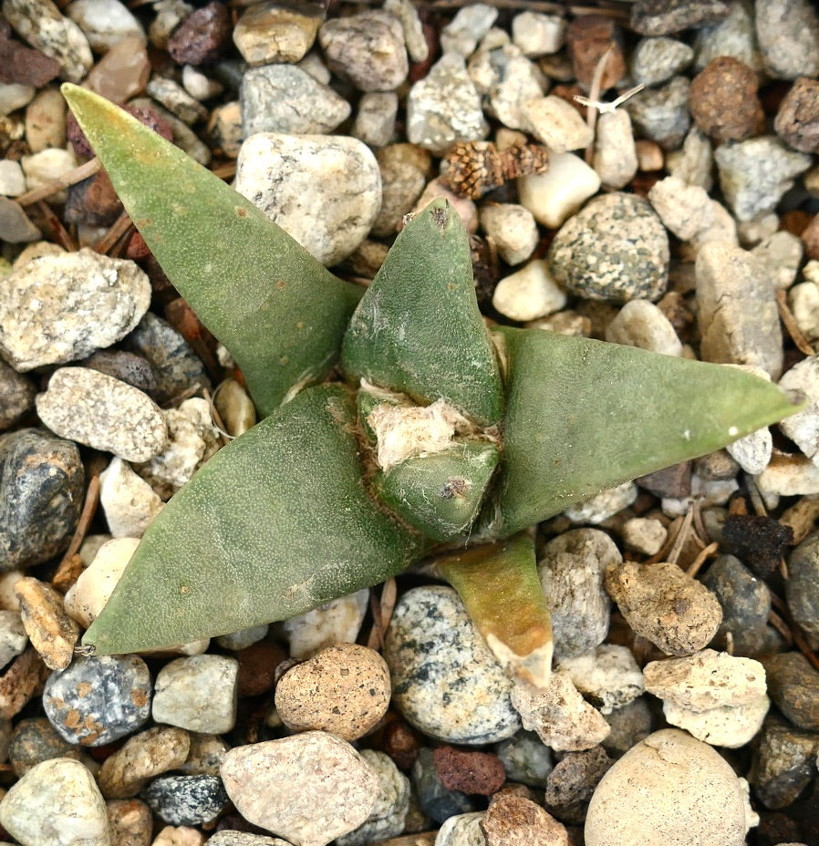 Ariocarpus retusus