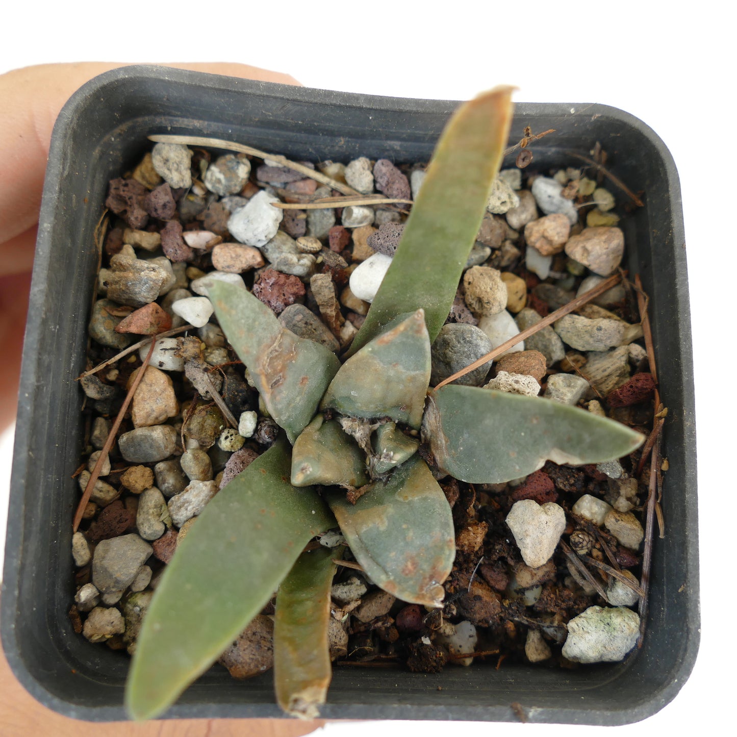 Ariocarpus retusus