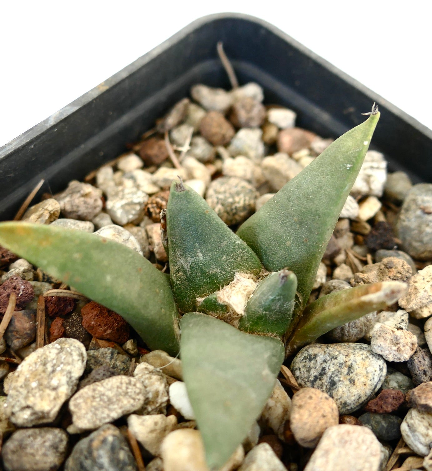 Ariocarpus retusus