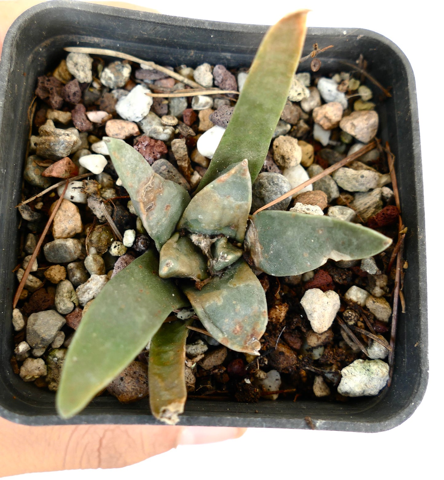 Ariocarpus retusus