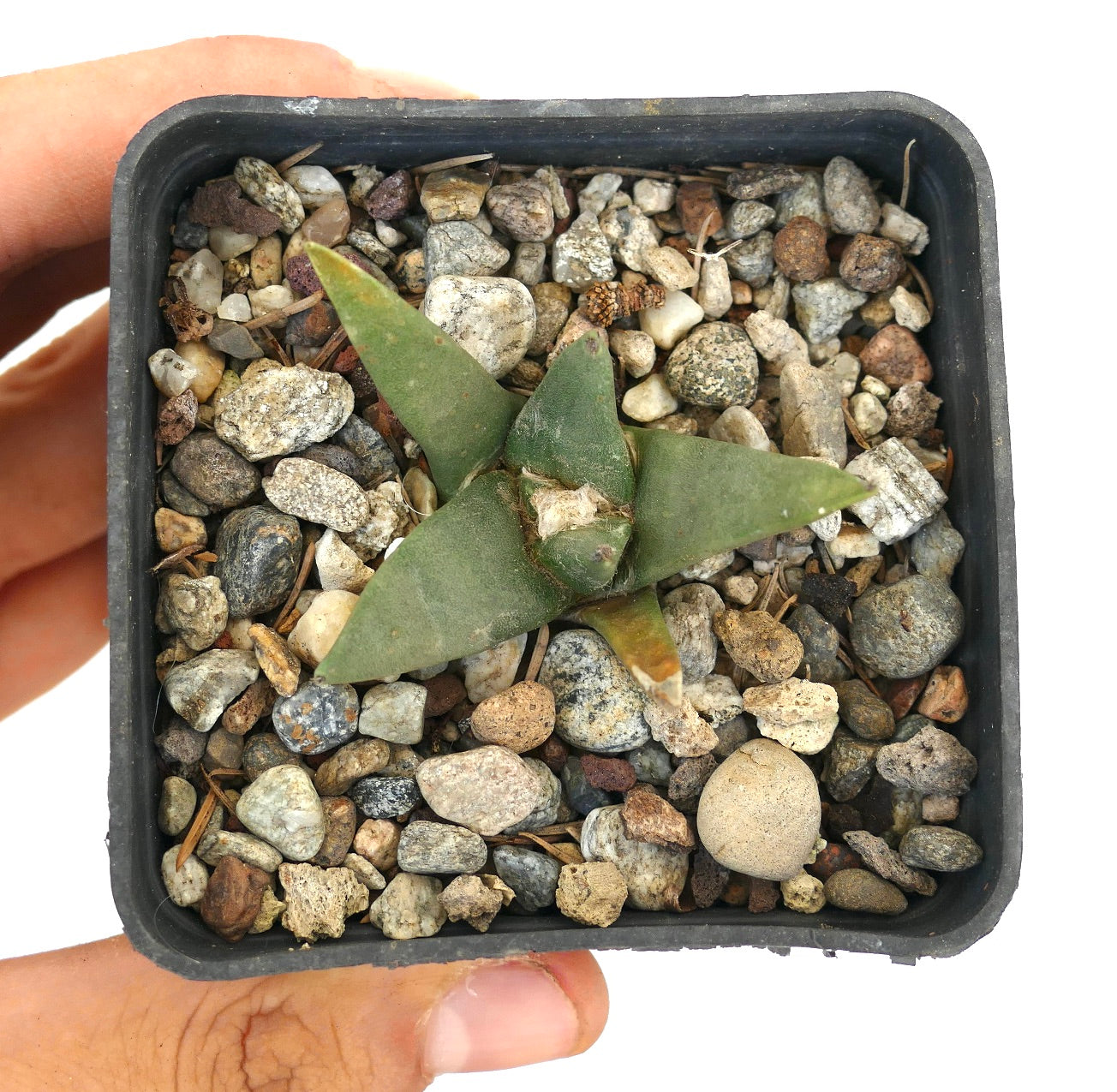 Ariocarpus retusus