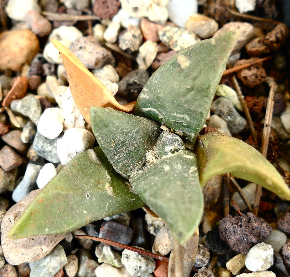 Ariocarpus retusus