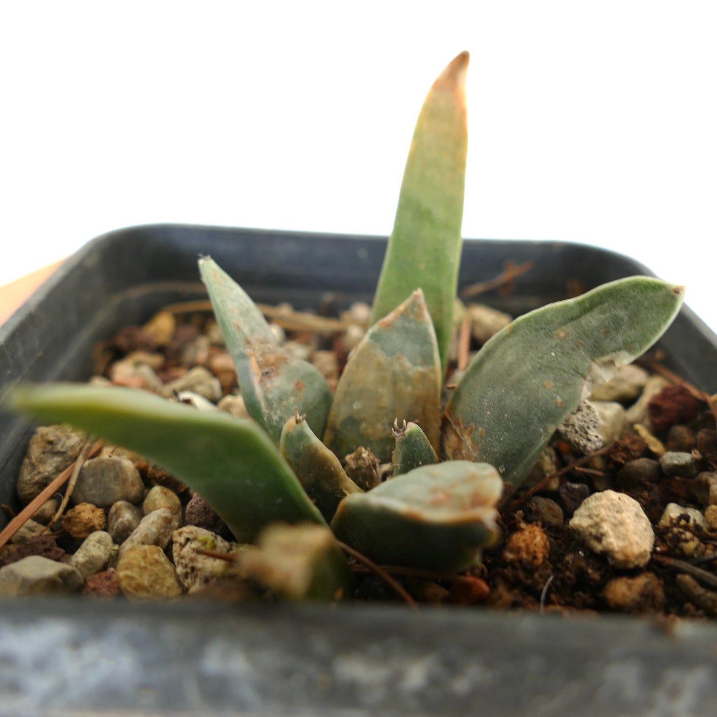 Ariocarpus retusus