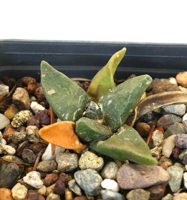 Ariocarpus retusus