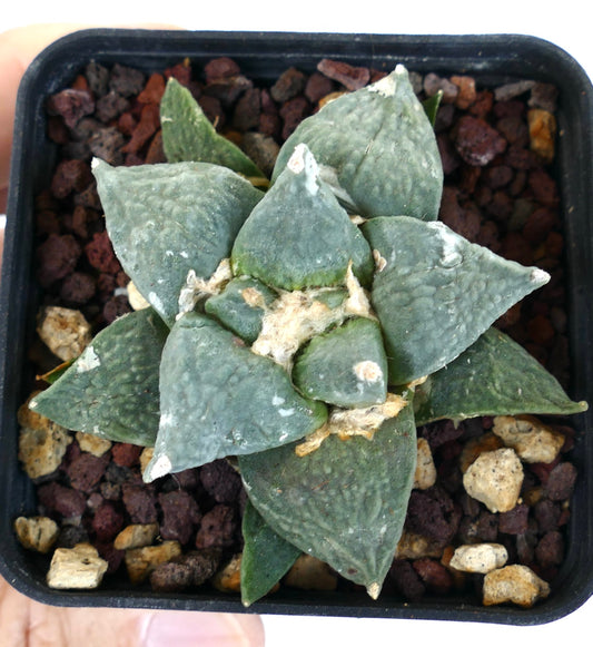 Ariocarpus retusus CAULIFLOWER GREY