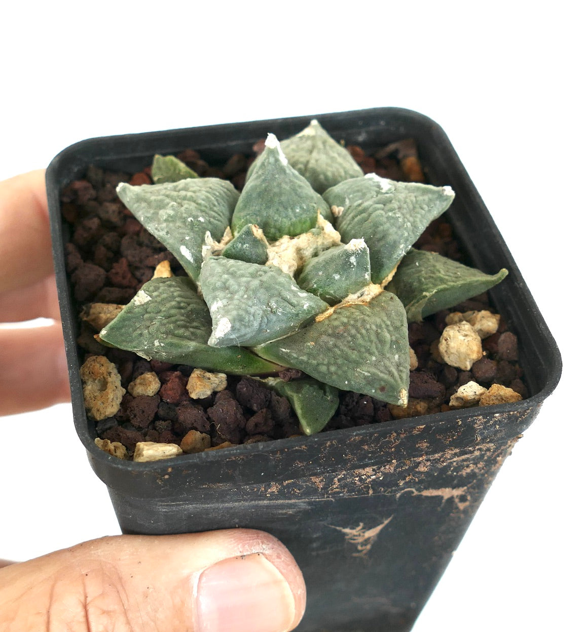 Ariocarpus retusus CAULIFLOWER GREY