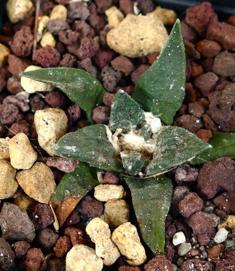 Ariocarpus retusus CAULIFLOWER X agavoides