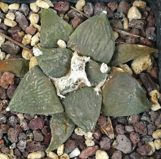 Ariocarpus retusus CAULIFLOWER x MARUIBO