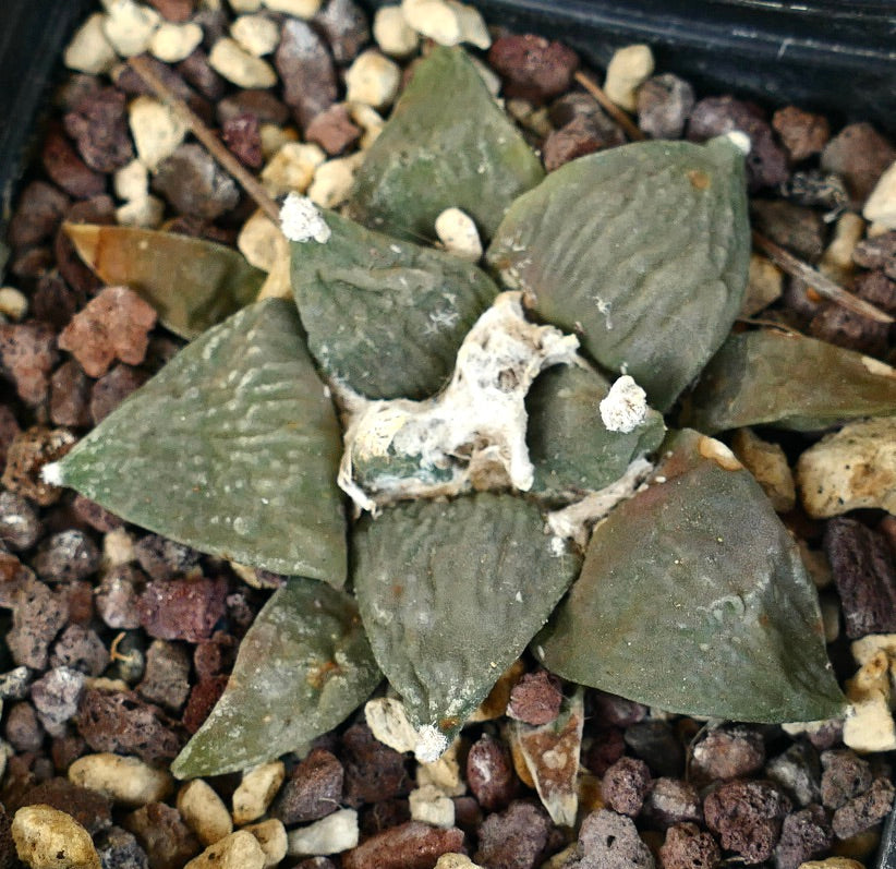 Ariocarpus retusus CAULIFLOWER x MARUIBO