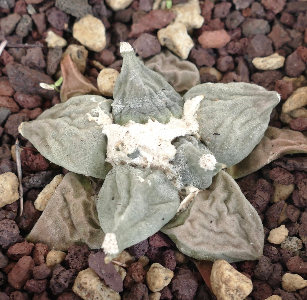 Ariocarpus retusus CAULIFLOWER x MARUIBO x retusus GREY FORM