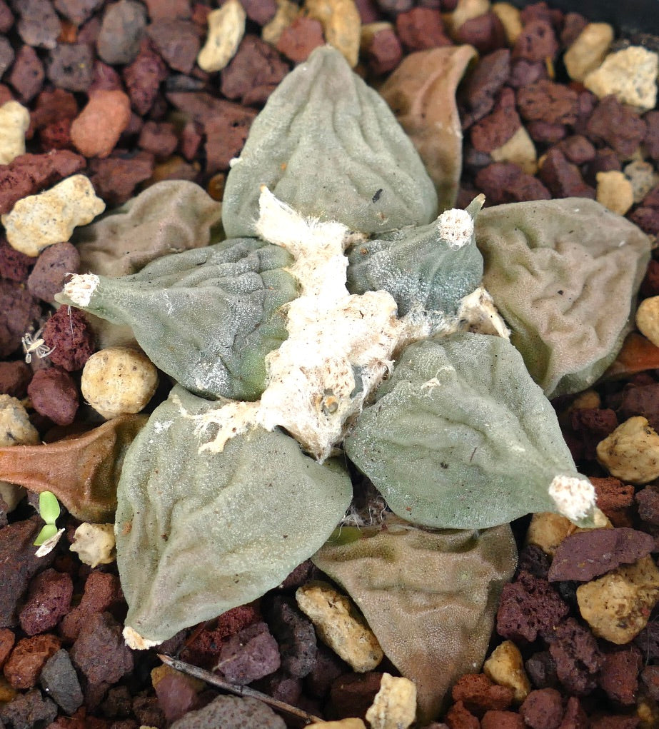 Ariocarpus retusus CAULIFLOWER x MARUIBO x retusus GREY FORM