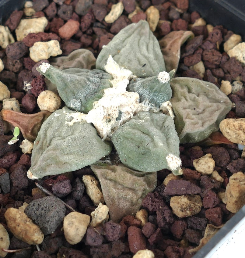 Ariocarpus retusus CAULIFLOWER x MARUIBO x retusus GREY FORM