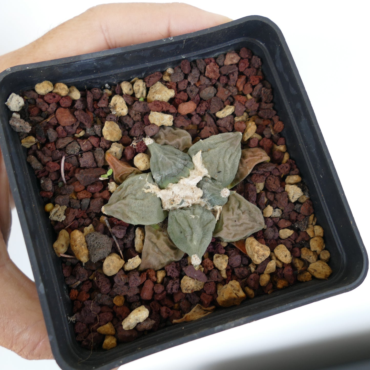 Ariocarpus retusus CAULIFLOWER x MARUIBO x retusus GREY FORM