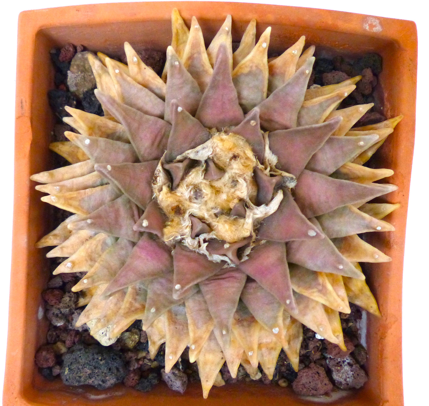 Ariocarpus retusus DIFFERENT RARE FORMS SEEDS