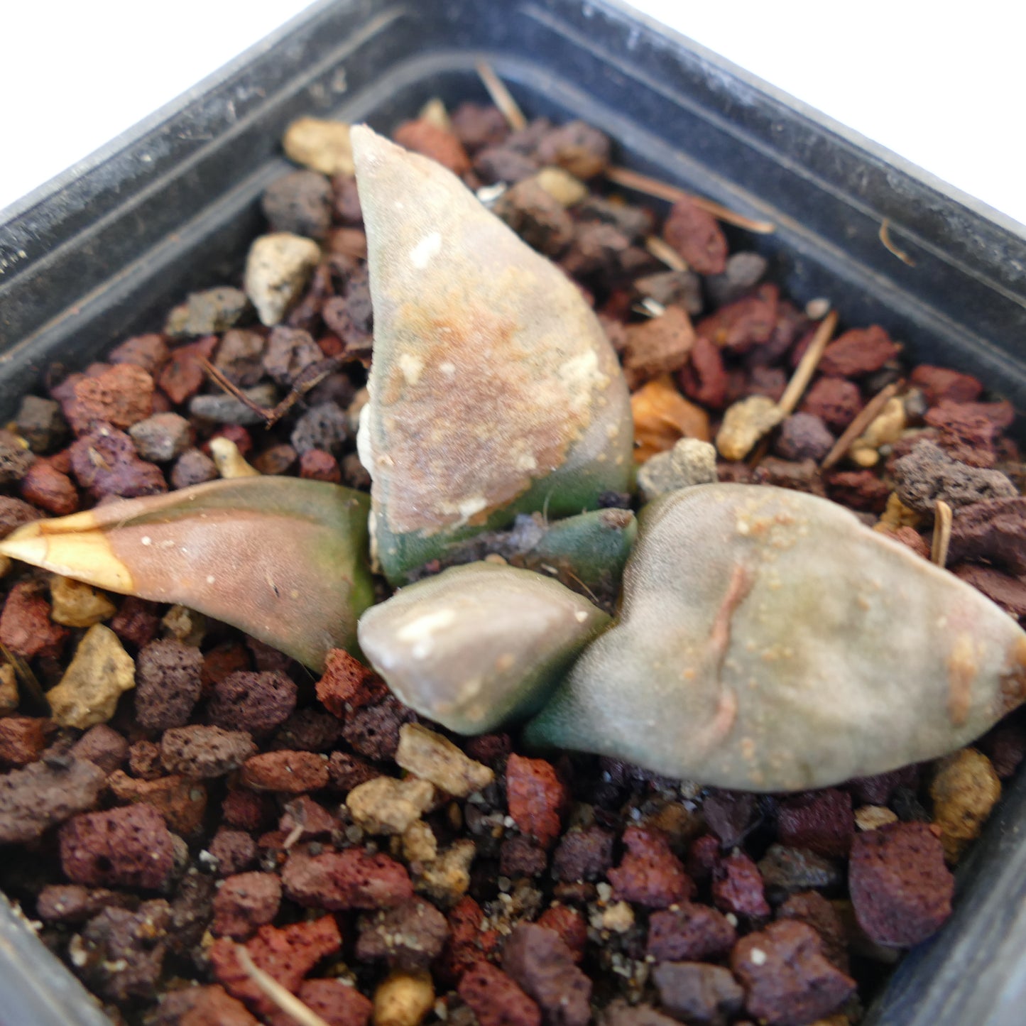 Ariocarpus retusus FAT FORM